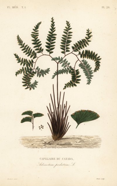 Nördlicher Frauenhaarfarn oder Fünffingerfarn, Adiantum pedatum, Kanadischer Frauenhaarfarn von Unbekannt