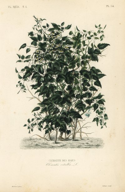 Gemeine Waldrebe, Clematis vitalba von Unbekannt