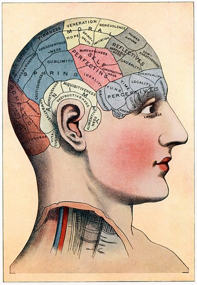 Phrenologiekarte, die vermutete Aktivitätsbereiche des Gehirns zeigt, ca. 1920 von Unbekannt