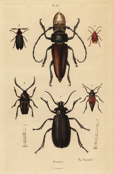 Psalidognathus friendii 1, Madre de la Culebra, Acanthinodera cumingii 2, Allocerus dilaticorne 3, Callipogos barbatus 4, Anacolus sanguineus 5 und Prionus flavipennis 6 von Unbekannt
