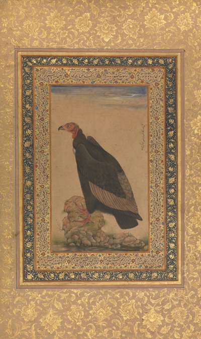 Rotkopfgeier, Folio aus dem Shah Jahan Album, recto und verso: frühes 19. Jahrhundert von Unbekannt