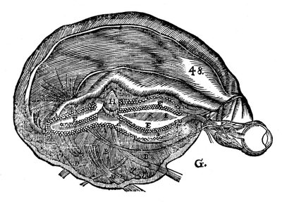 Rene Descartes Diagramm des menschlichen Gehirns und Auges, 1692 von Unbekannt