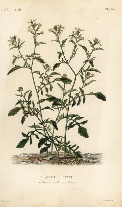 Rucola von Unbekannt