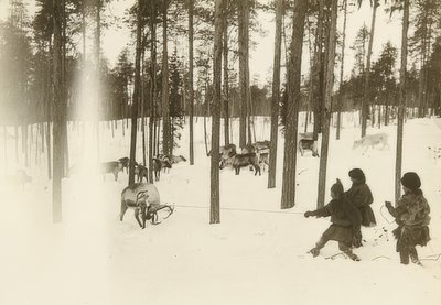 Schweden. Lappen beim Einfangen eines Rentiers von Unbekannt
