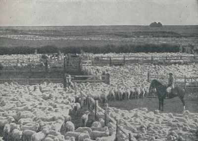 Schafställe in Australien, 1910 von Unbekannt