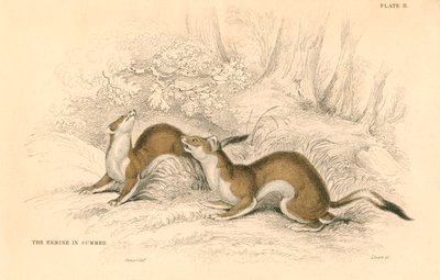 Hermelin Mustela erminea, Mitglied der Wiesel-Familie, 1828 von Unbekannt