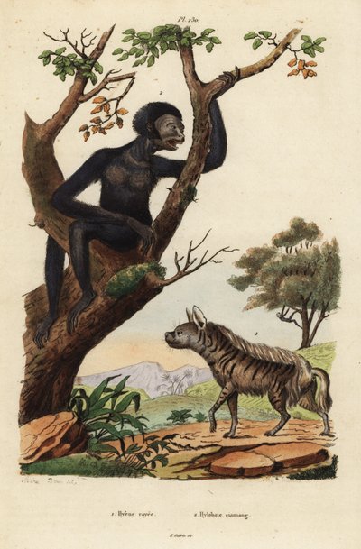 Gestreifte Hyäne und Siamang, gefährdet von Unbekannt