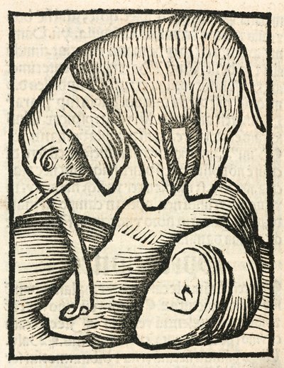 Der Elefant von Unbekannt