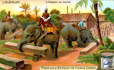 Der Elefant bei der Arbeit, ca. 1900 von Unbekannt