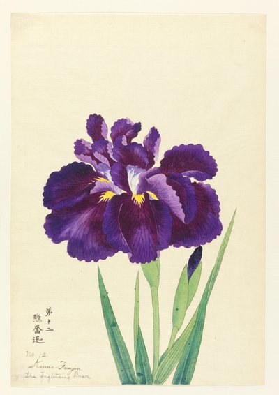 Der kämpfende Bär (Kuma Funjin), Nr. 12, ca. 1910 von Unbekannt