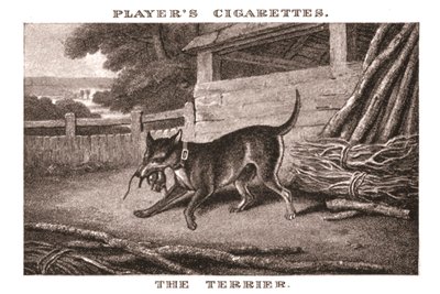 Der Terrier, 1924 von Unbekannt