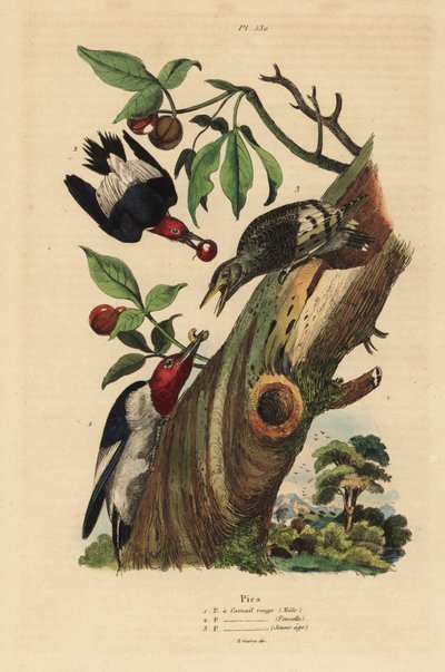 Dreizehenspecht, Picoides tridactylus, Männchen, Weibchen und Jungtier vor dem Nest von Unbekannt