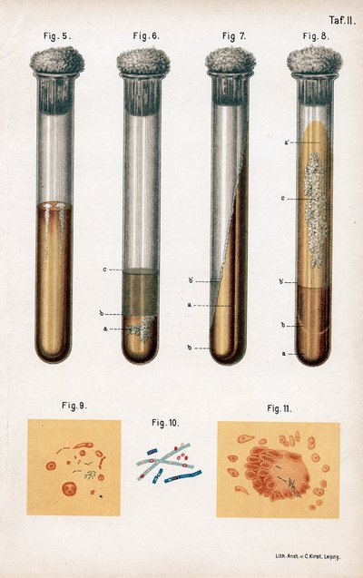 Verschiedene Arten von Bakterien, 1889 von Unbekannt