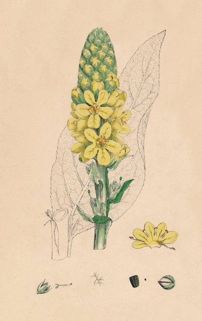 Verbascum Thapsus. Großes Wollkraut, 19. Jahrhundert von Unbekannt