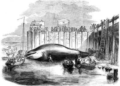 Wal im Thames gefangen, Grays, Essex, 19. Jahrhundert von Unbekannt