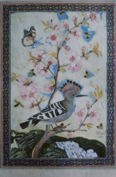 Wiedehopf / indische Miniatur von Unbekannt
