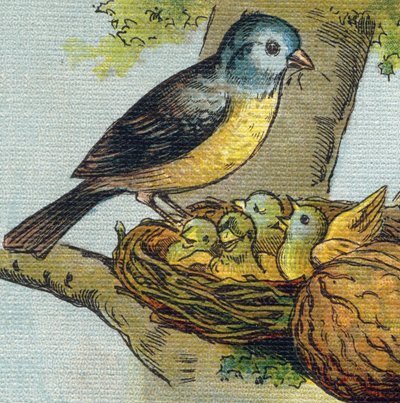 Ein Vogel füttert seine Jungen in einem Nest. Gravur in "Alphabet de ma petite fille". Bernardin-Bechet und Fils, Buchhändler-Verleger, Paris, um 1895. von Unbekannt