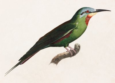 Eine Farbabbildung eines grünen Vogels von Unbekannt