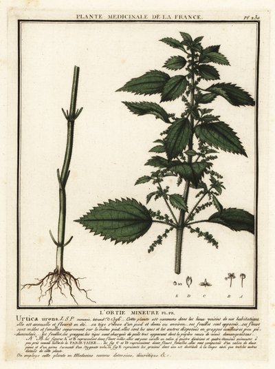 Einjährige Brennnessel, Urtica urens von Unbekannter Künstler