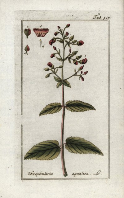 Wasser-Braunwurz (Scrophularia aquatica). Lithographie aus „Afbeelding der Artseny-Gewassen“ von Johannes Zorn (1739-1799), Niederlande von Unbekannter Künstler