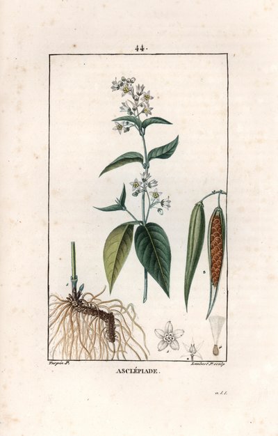 Asclepiade oder Herbe à la wadding oder Herbe aux parruches - Gravur von Lambert fils, nach einer Zeichnung von Pierre Jean Francois Turpin (1775-1840), aus „La flore medicale, de Chaumeton, Poiret et Chamberet“, Paris 1830 - Schwalbenwurz, Vincetoxicum hi von Unbekannter Künstler