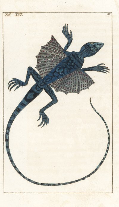 Asiatischer Flugdrache - Starkes Wasser von Gottlieb Tobias Wilhelm (1758-1811), aus Enzyklopädie der Naturgeschichte: Amphibien von Unbekannter Künstler