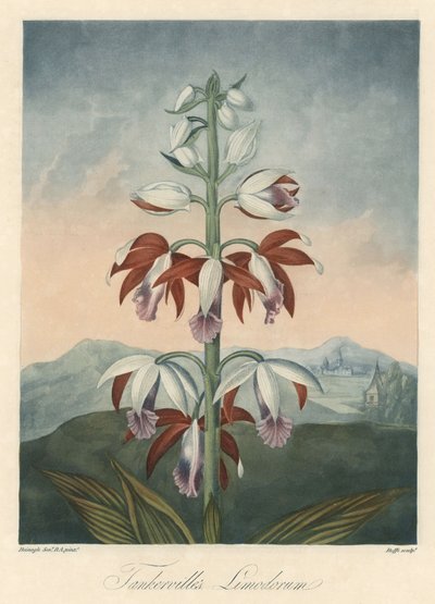 Asiatische Orchideenvarietät. Radierung, aus The Temple of Flora, von Dr. Robert Thornton (1768-1837). von Unbekannter Künstler