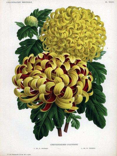 Herbst-Chrysanthemen-Hybriden: M. C. Orchard hat große gelbe Blüten und M. H. Cannell hat große gelbe Blüten von Unbekannter Künstler