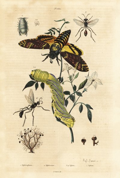Kugelflechte, Sphaerophorus globulus 1, Dynamene-Krebstier 2, Grabwespen, Sphex-Arten 3,4 und Afrikanischer Totenkopfschwärmer, Acherontia atropos, und Raupe 5 von Unbekannt