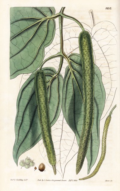 Betel - Betelpfeffer, Piper betle. Handkolorierter Kupferstich von Swan nach einer Illustration von Rev. L. Goulding aus Samuel Curtis