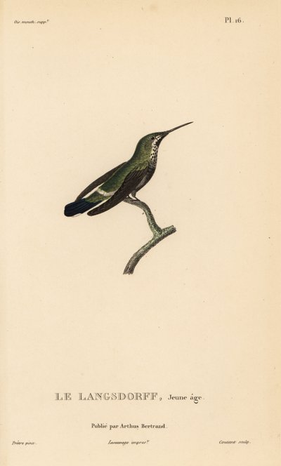 Schwarzbauch-Dornschwanz, Discosura langsdorffi (Ornismya langsdorfii). Unreif. Handkolorierter Stahlstich von Coutant nach einer Illustration von Jean-Gabriel Pretre aus Rene Primevere Lesson