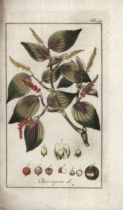 Schwarzer Pfeffer (Piper nigrum). Lithographie aus „Afbeelding der Artseny-Gewassen“ von Johannes Zorn (1739-1799), Niederlande von Unbekannter Künstler