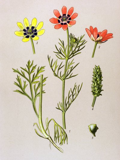 Botanische Tafel. Giftige und medizinische Pflanze: Sommer-Adonisröschen (Adonis aestivalis) von Unbekannter Künstler