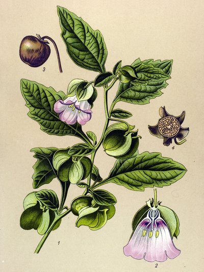 Botanische Tafel, Pflanze: Peruanische Birne oder Peruanischer Apfel (Nicandra physaloides) von Unbekannter Künstler