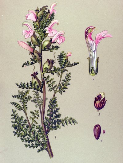 Botanische Tafel, Pflanze: Sumpf-Läusekraut (Pedicularis palustris) von Unbekannter Künstler