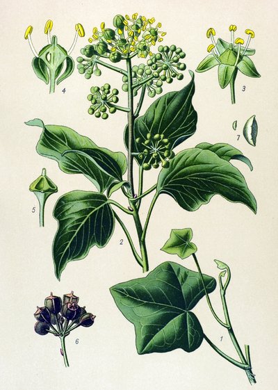 Botanische Tafel, giftige und Heilpflanze: Kletterefeu oder Gemeiner Efeu (Hedera helix) von Unbekannter Künstler
