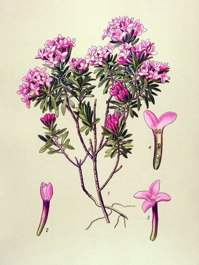 Botanische Tafel, giftige Pflanze: Seidelbast (Daphne cneorum) von Unbekannter Künstler