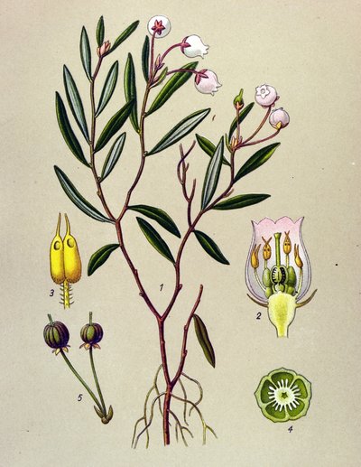 Botanische Tafel, giftige Pflanze: Rosmarinheide (Andromeda polifolia) von Unbekannter Künstler