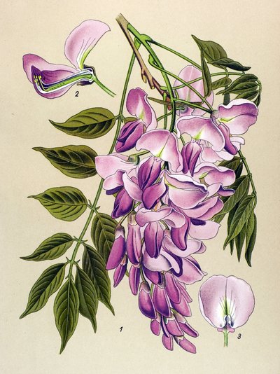 Botanische Tafel, giftige Pflanze: Chinesischer Blauregen (Wisteria chinensis) von Unbekannter Künstler