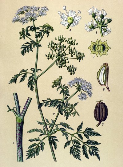 Botanische Tafel, giftige Pflanze: Gefleckter Schierling (Conium maculatum) von Unbekannter Künstler