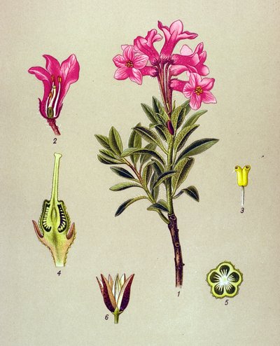 Botanische Tafel, giftige Pflanze: Alpen-Rhododendron (Rhododendron hirsutum) von Unbekannter Künstler