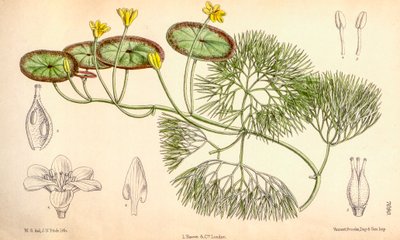 Botanische Illustration/Cabomba aquatica von Unbekannt