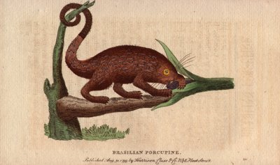 Brasilianisches Stachelschwein (Coendou prehensilis), halb-arborikoles amerikanisches Stachelschwein der tropischen Stämme, dessen Greifschwanz es ihm ermöglicht, auf Bäume zu klettern. Zeichnung von Thomas Pennant (1726-1798). Lithographie in The Naturali von Unbekannter Künstler