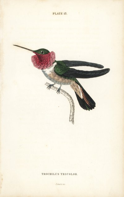 Breitschwanz-Kolibri, Selasphorus platycercus (Dreifarbiger Kolibri, Trochilus tricolor). Handkolorierter Stahlstich von William Lizars aus Sir William Jardines Naturalist