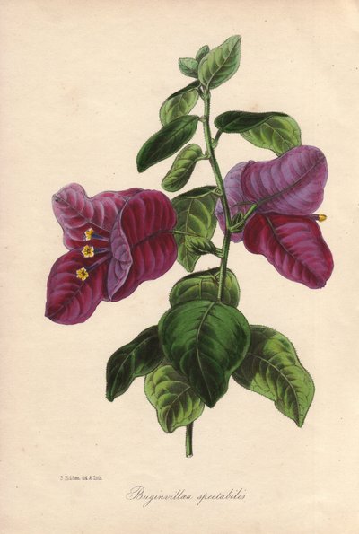 Buginvillaea spectabilis (Die Bougainvillea). Handkolorierte Lithographie gezeichnet von Samuel Holden für Sir Joseph Paxton in "Magazine of Botany", London, W.S. Orr von Unbekannter Künstler