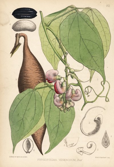 Kalabarbohne oder Ordealbohne, Physostigma venenosum. Handkolorierte Lithographie von Hanhart nach einer botanischen Illustration von David Blair aus Robert Bentley und Henry Trimens Heilpflanzen, London von Unbekannter Künstler