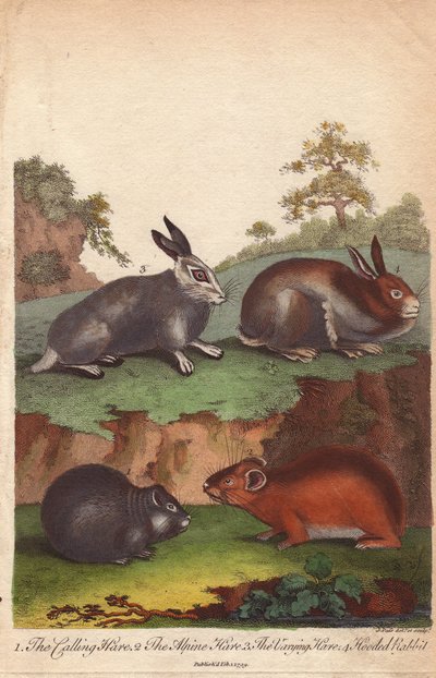 Rufhase, Alpenhase, Wechselhase und Kapuzenkaninchen, Oryctolagus cuniculus, Lepus capensis, Lepus timidus von Unbekannter Künstler