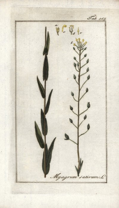 Leindotter (Camelina sativa). Lithographie aus „Afbeelding der Artseny-Gewassen“ von Johannes Zorn (1739-1799), Niederlande von Unbekannter Künstler