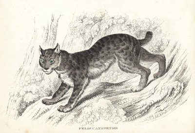 Kanadischer Luchs, Lynx canadensis (Felis canadensis). Handkolorierte Lithographie aus Georg Friedrich Treitschkes Galerie der Naturgeschichte, Naturhistorischer Bildersaal des Tierreiches, Leipzig-1842 von Unbekannter Künstler