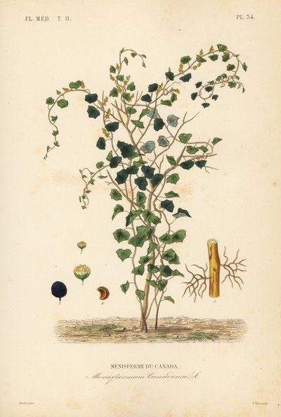 Kanadische Mondkern oder Gelbe Parilla, Menispermum canadense, Menisperme du Canada von Unbekannt